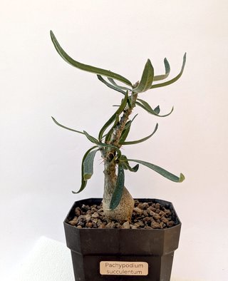 Pachypodium succulentum planta rara