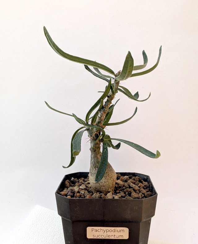 Pachypodium succulentum planta rara