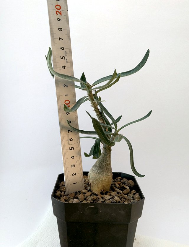 Pachypodium succulentum planta rara