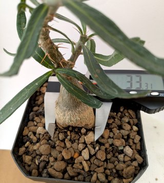 Pachypodium succulentum planta rara