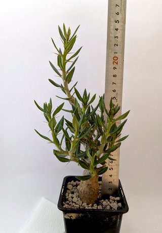 Pachypodium bispinosum planta