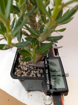 Pachypodium bispinosum planta