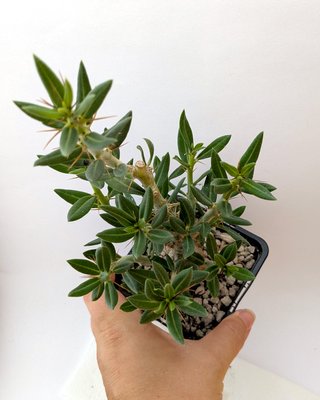Pachypodium bispinosum planta