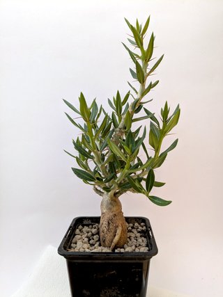 Pachypodium bispinosum planta