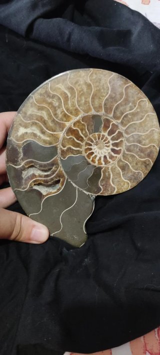 Fósil de Amonite Cretácico Madagascar