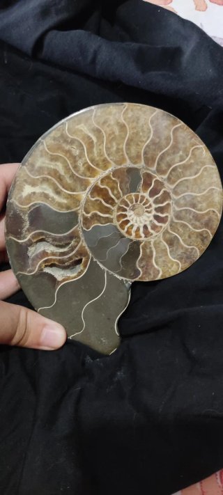 Fósil de Amonite Cretácico Madagascar