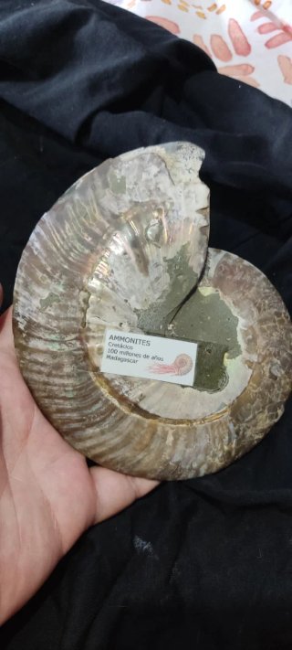 Fósil de Amonite Cretácico Madagascar