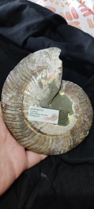 Fósil de Amonite Cretácico Madagascar
