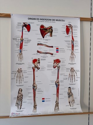 3 Poster Anatomia Corpo Umano fisiostore