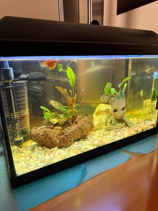 Acuario 36L muy buen estado