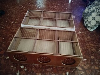 Transportín para concursos de canarios