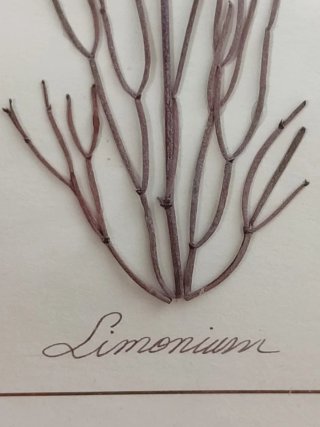 2 Cuadros bonitos Plantas Secas