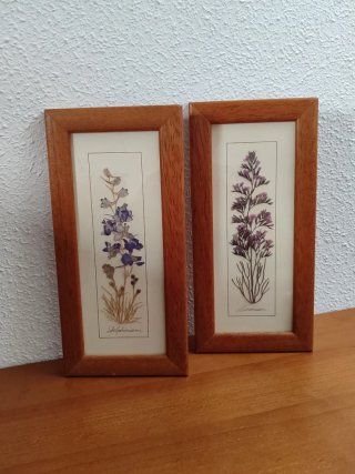 2 Cuadros bonitos Plantas Secas