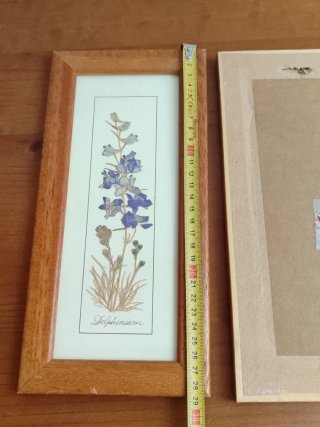 2 Cuadros bonitos Plantas Secas