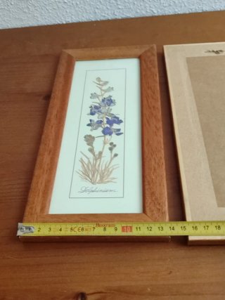 2 Cuadros bonitos Plantas Secas