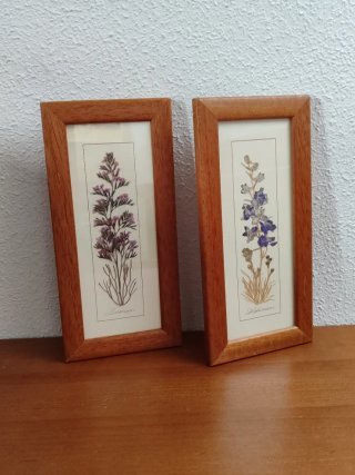 2 Cuadros bonitos Plantas Secas