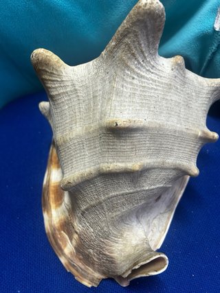 Concha marina grande y antigua . - pesa dos kilos