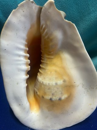 Concha marina grande y antigua . - pesa dos kilos