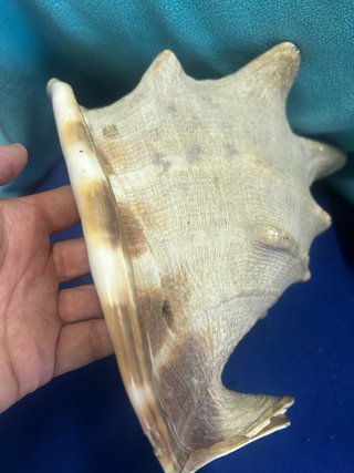 Concha marina grande y antigua . - pesa dos kilos