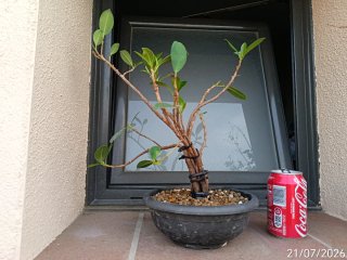 Proyecto bonsai, fusión esquejes ficus