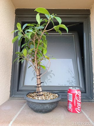 Proyecto Ficus Bonsái