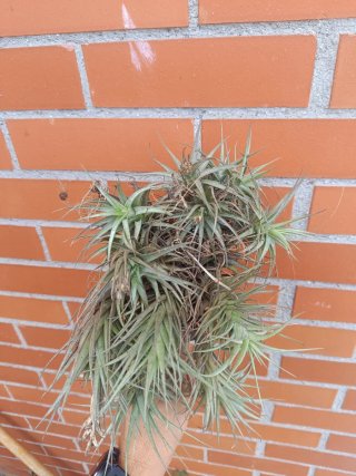 Tillandsia (Planta de aire)