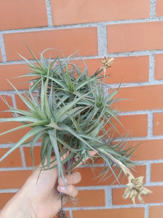 Tillandsia (Planta de aire)