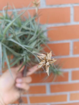 Tillandsia (Planta de aire)