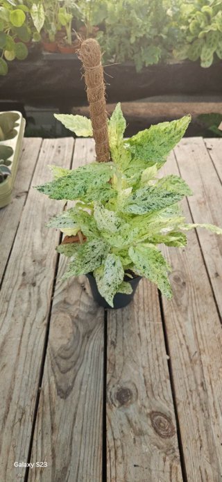 Pellionia repens variegata