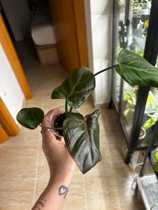 Philodendron Summer Glory