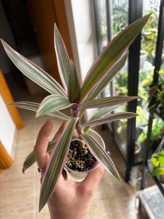 Tradescantia Sinuata