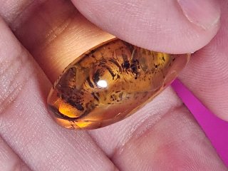 Colgante ámbar con insecto