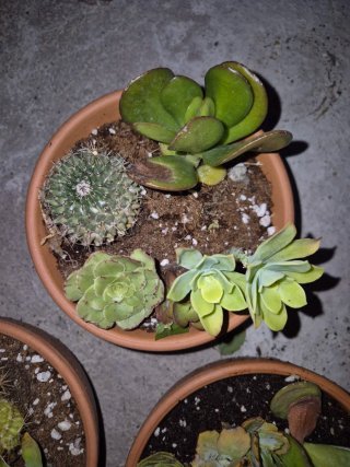 Macetas de Barro con Plantas Variadas
