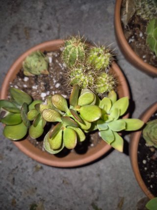 Macetas de Barro con Plantas Variadas