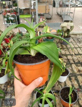 Set 6 Ornithogalum Dubium
