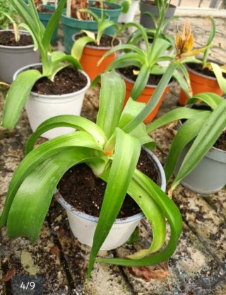 Set 6 Ornithogalum Dubium