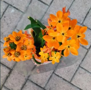 Set 6 Ornithogalum Dubium