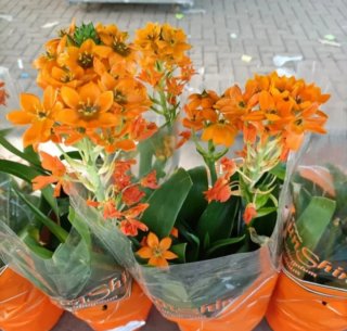 Set 6 Ornithogalum Dubium
