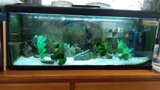 Acuario 100 Litros