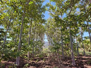 Terreno en venta en Pego