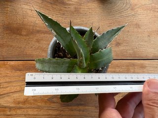 Agave xylonacantha