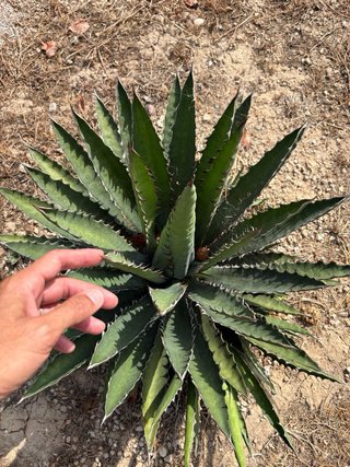 Agave xylonacantha