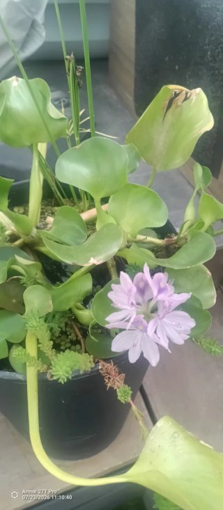 Plantas de estanque, jacintos