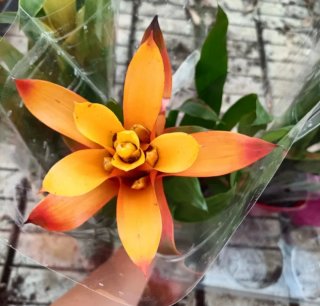Bromelia Guzmania Vaso Ceramica