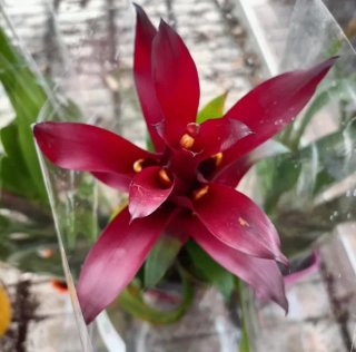 Bromelia Guzmania Vaso Ceramica