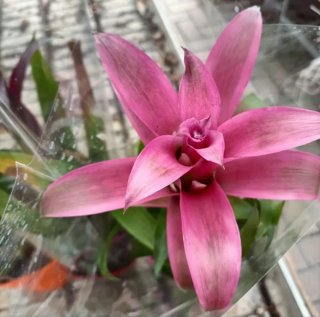 Bromelia Guzmania Vaso Ceramica