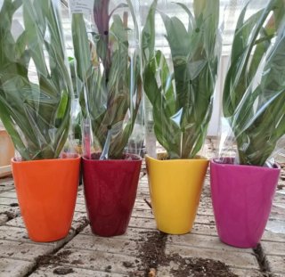 Bromelia Guzmania Vaso Ceramica