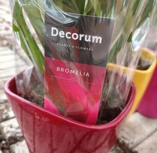 Bromelia Guzmania Vaso Ceramica