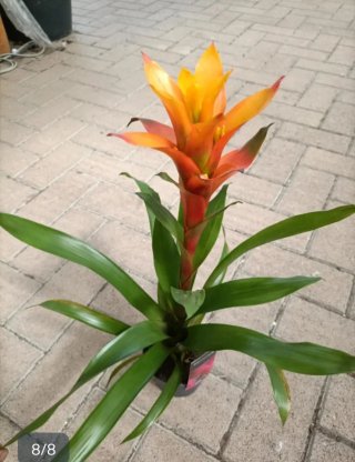 Bromelia Guzmania Vaso Ceramica