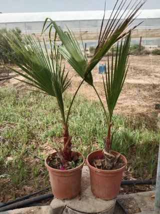 Palmeras decorativas 70cm